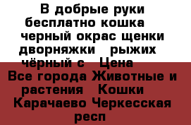 В добрые руки бесплатно,кошка,2.5черный окрас,щенки дворняжки,3 рыжих 1 чёрный,с › Цена ­ - - Все города Животные и растения » Кошки   . Карачаево-Черкесская респ.